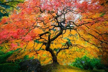 A Japanese Laceleaf Maple with colorful autumn leaves.