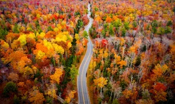 Drone shot of colorful autumn foliage on both sides of a winding road.